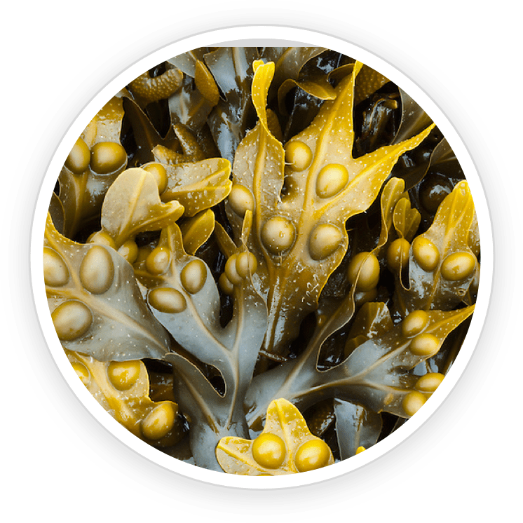 Rhodiola Rosea